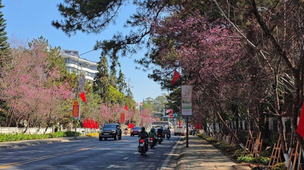 Mai anh đào nở rộ, 