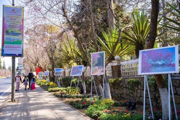 Mai anh đào nở rộ, 