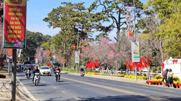 Mai anh đào nở rộ, 