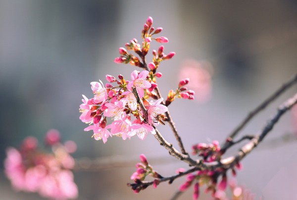 Mai anh đào nở rộ, 