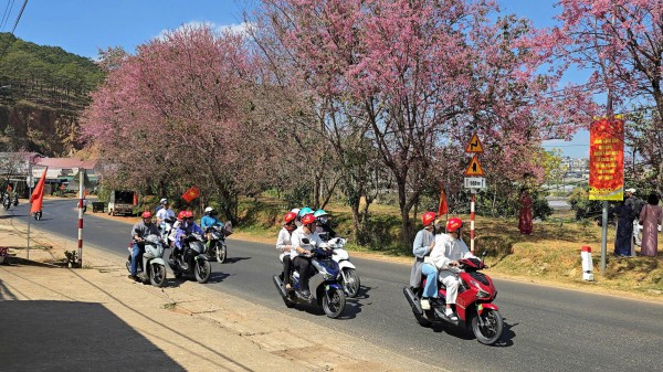 Mai anh đào nở rộ, 