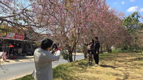 Mai anh đào nở rộ, 