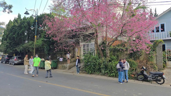 Mai anh đào nở rộ, 