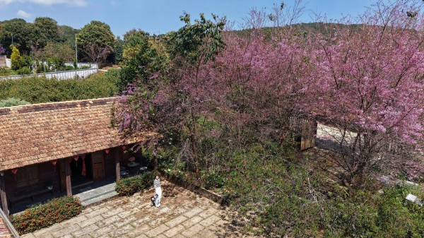 Mai anh đào nở rộ, 