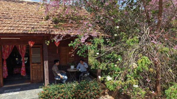 Mai anh đào nở rộ, 