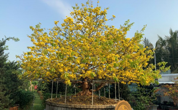 Mai vàng cổ thụ độc bản Việt Nam nhận kỷ lục châu Á có gì đặc biệt?