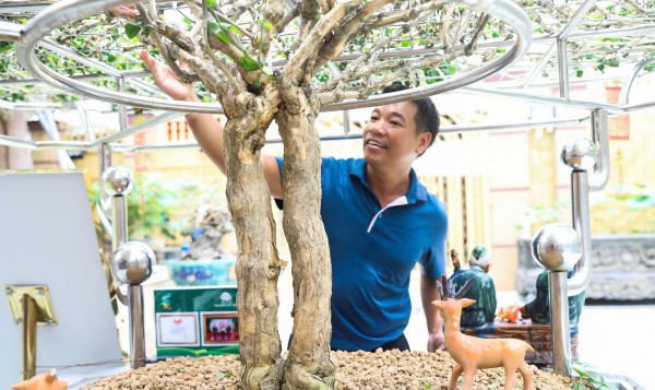 Mai vàng cổ thụ độc bản Việt Nam nhận kỷ lục châu Á có gì đặc biệt?
