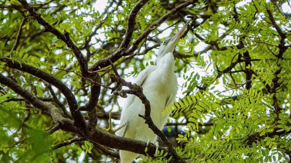 Những ngôi chùa độc đáo ở miền Tây: Nơi Những ngôi chùa độc đáo ở miền Tây: Nơi