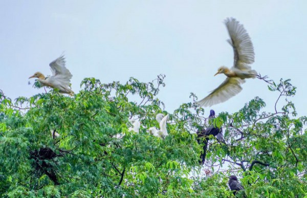 Những ngôi chùa độc đáo ở miền Tây: Nơi Những ngôi chùa độc đáo ở miền Tây: Nơi