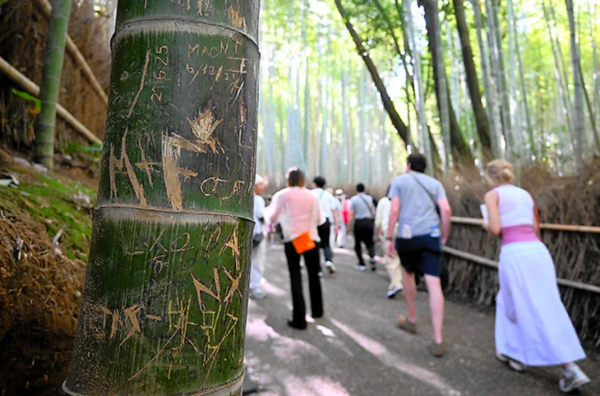 Rừng tre nổi tiếng Nhật Bản bị khắc chữ chi chít, có cả tiếng Việt