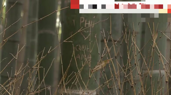 Rừng tre nổi tiếng Nhật Bản bị khắc chữ chi chít, có cả tiếng Việt