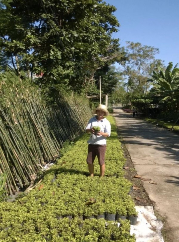 Sống đẹp với niềm đam mê cây cảnh Sống đẹp với niềm đam mê cây cảnh