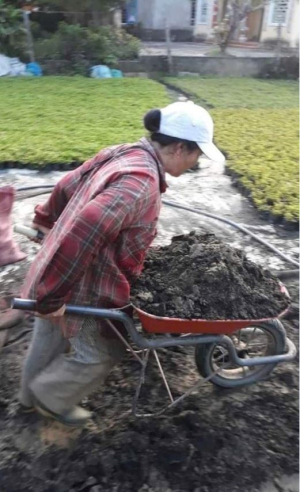 Sống đẹp với niềm đam mê cây cảnh Sống đẹp với niềm đam mê cây cảnh