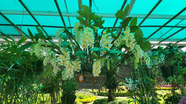 Tết này, Đà Lạt Tết này, Đà Lạt