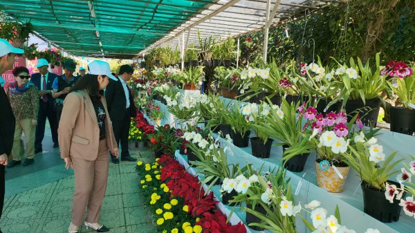 Tết này, Đà Lạt Tết này, Đà Lạt