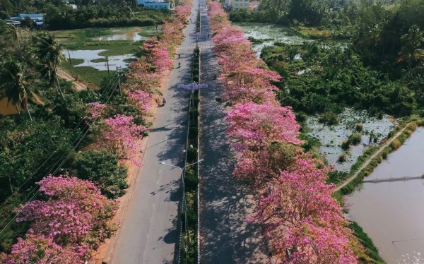 Tuần lễ Hoa kèn hồng Sóc Trăng: Điểm nhấn về với miệt vườn