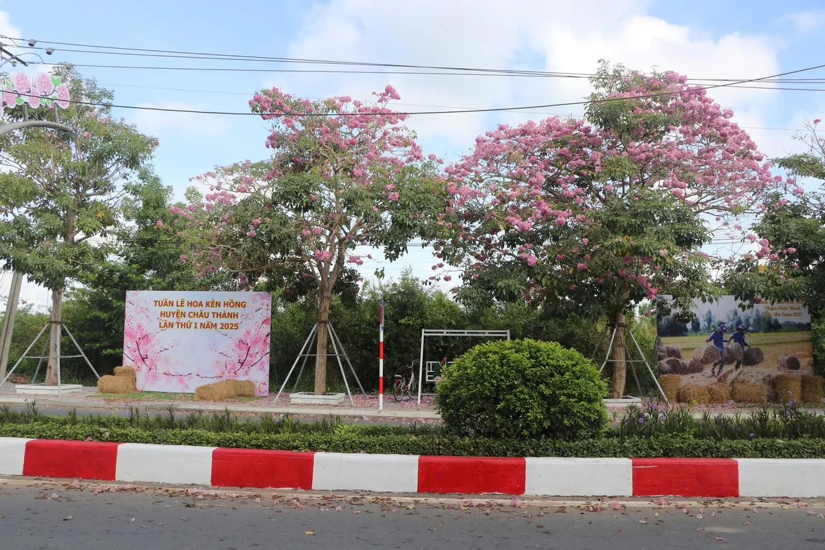 Tuần lễ Hoa kèn hồng Sóc Trăng: Điểm nhấn về với miệt vườn