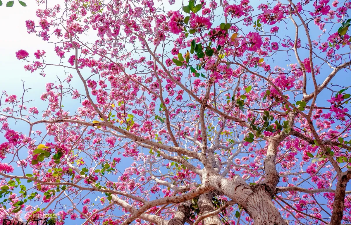 Tuần lễ Hoa kèn hồng Sóc Trăng: Điểm nhấn về với miệt vườn