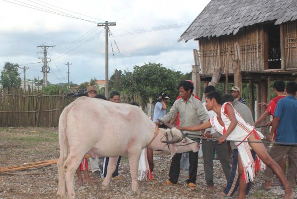 Vật thiêng của làng: Thần ngà voi của người Rơ Mâm