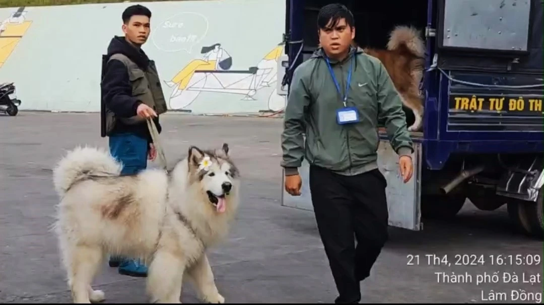 Vụ đưa chó Alaska Vụ đưa chó Alaska