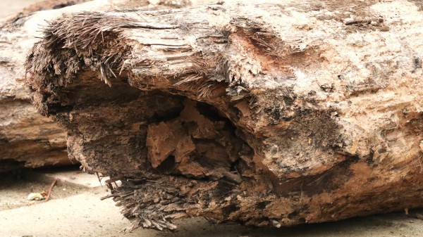 Xác định niên đại 3 cọc gỗ phát hiện dưới sông Vân