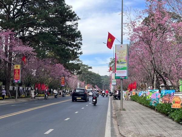 ”Âm vang sắc hồng trên phố núi” Đà Lạt cuốn hút du khách