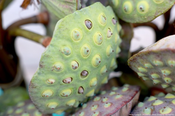 Ăn - xem - trải nghiệm di sản ẩm thực giữa lòng thủ đô