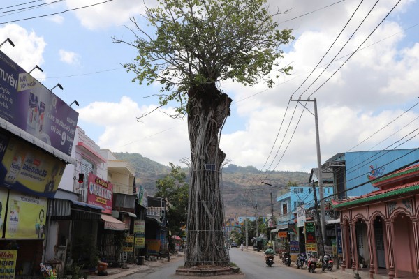 Độc đáo cây dầu cổ thụ hơn 300 tuổi: Chết mà như vẫn sống