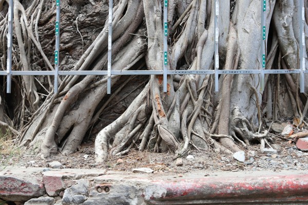 Độc đáo cây dầu cổ thụ hơn 300 tuổi: Chết mà như vẫn sống