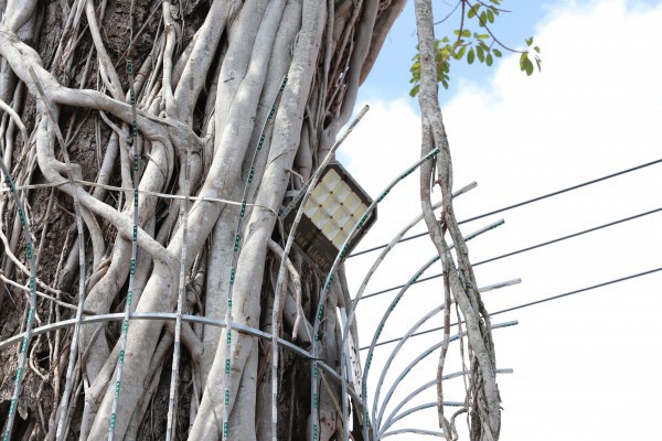 Độc đáo cây dầu cổ thụ hơn 300 tuổi: Chết mà như vẫn sống