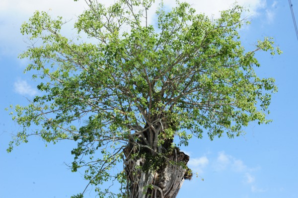 Độc đáo cây dầu cổ thụ hơn 300 tuổi: Chết mà như vẫn sống