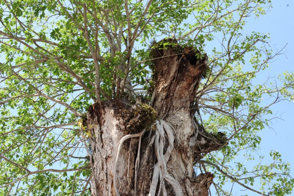 Độc đáo cây dầu cổ thụ hơn 300 tuổi: Chết mà như vẫn sống