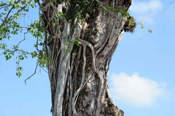 Độc đáo cây dầu cổ thụ hơn 300 tuổi: Chết mà như vẫn sống