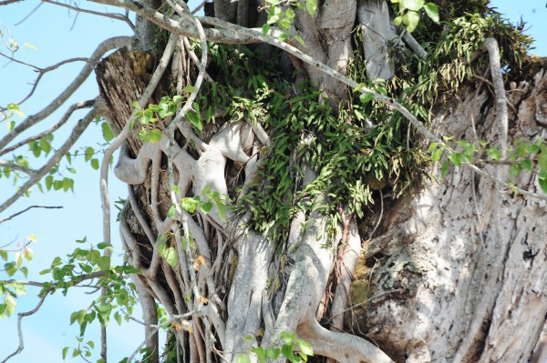 Độc đáo cây dầu cổ thụ hơn 300 tuổi: Chết mà như vẫn sống