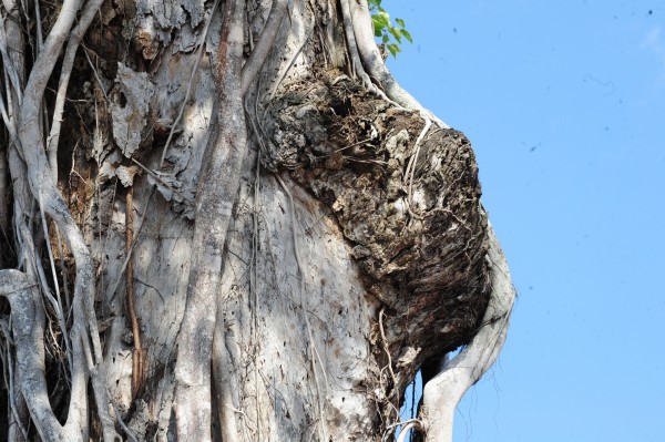 Độc đáo cây dầu cổ thụ hơn 300 tuổi: Chết mà như vẫn sống