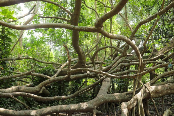 Độc lạ miền Tây: Giàn gừa cổ thụ ở khu di tích ‘hút hồn’ khách tham quan Độc lạ miền Tây: Giàn gừa cổ thụ ở khu di tích ‘hút hồn’ khách tham quan