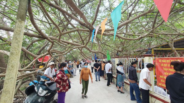 Độc lạ miền Tây: Giàn gừa cổ thụ ở khu di tích ‘hút hồn’ khách tham quan Độc lạ miền Tây: Giàn gừa cổ thụ ở khu di tích ‘hút hồn’ khách tham quan