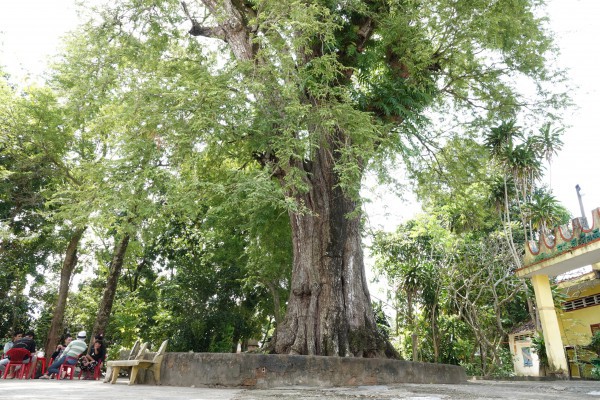 Cặp me cổ thụ hàng trăm năm tuổi - báu vật của ngôi chùa Khmer miền Tây