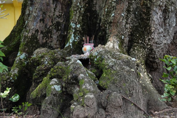 Cặp me cổ thụ hàng trăm năm tuổi - báu vật của ngôi chùa Khmer miền Tây