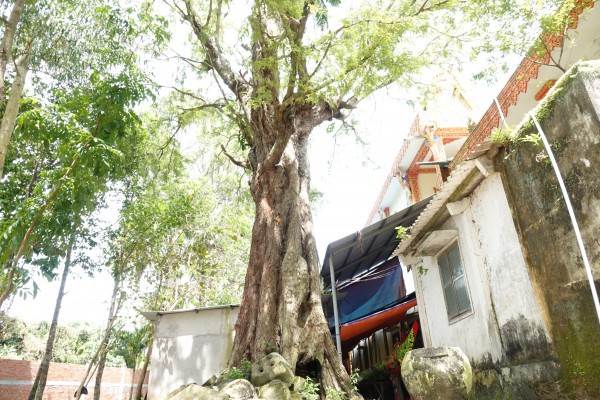 Cặp me cổ thụ hàng trăm năm tuổi - báu vật của ngôi chùa Khmer miền Tây