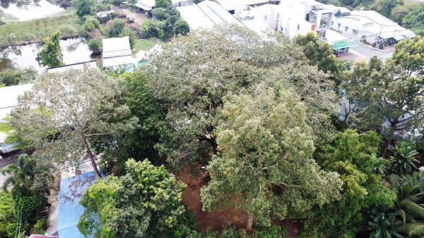 Cây dầu rái cổ thụ 