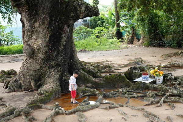 Cây dầu rái cổ thụ 