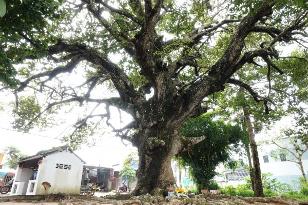 Cây dầu rái cổ thụ 