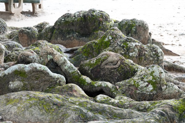 Cây dầu rái cổ thụ 