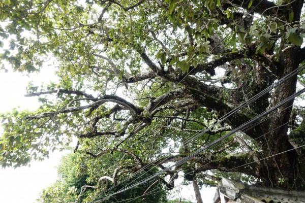 Cây dầu rái cổ thụ 