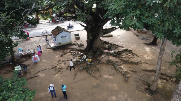 Cây dầu rái cổ thụ 