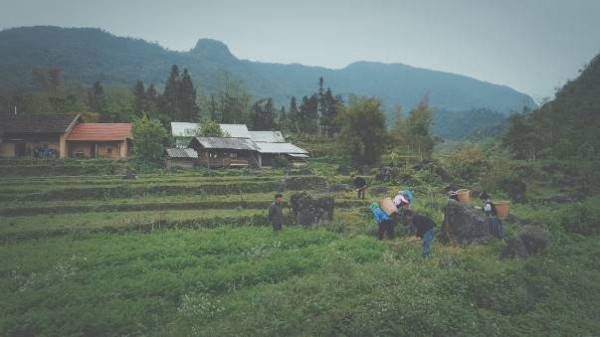 Người Bố Y trên cao nguyên đá