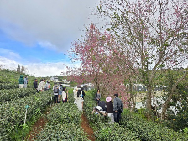 Diva Hồng Nhung, Quang Dũng biểu diễn tại Lễ hội mai anh đào - Đà Lạt