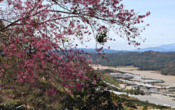 Diva Hồng Nhung, Quang Dũng biểu diễn tại Lễ hội mai anh đào - Đà Lạt