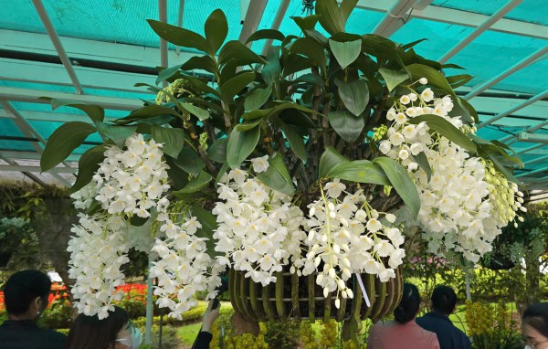 Festival Hoa Đà Lạt 2024: Mãn nhãn với hàng ngàn tác phẩm hoa, cây kiểng... Festival Hoa Đà Lạt 2024: Mãn nhãn với hàng ngàn tác phẩm hoa, cây kiểng...